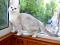 Котята британская серебристая шиншилла. Фото 4.