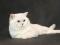 Котята британская серебристая шиншилла. Фото 6.