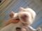 Мальтезе мини и стандарт(мальтийская болонка) белоснежные щенки. Фото 2.