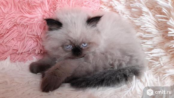 Персидские котята. Фото 1.