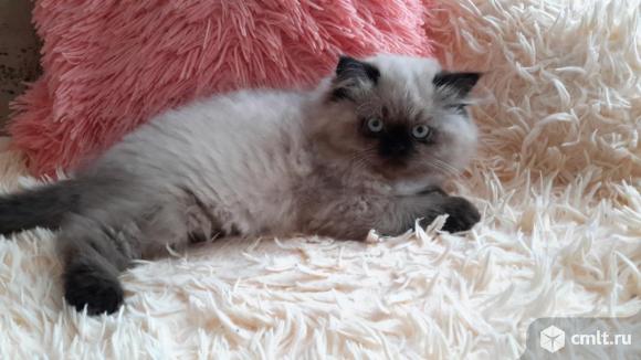 Персидские котята. Фото 3.