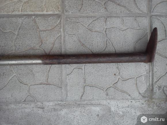 Лапа сапожная. Фото 1.