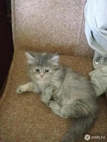 Персидская красавица. Фото 1.