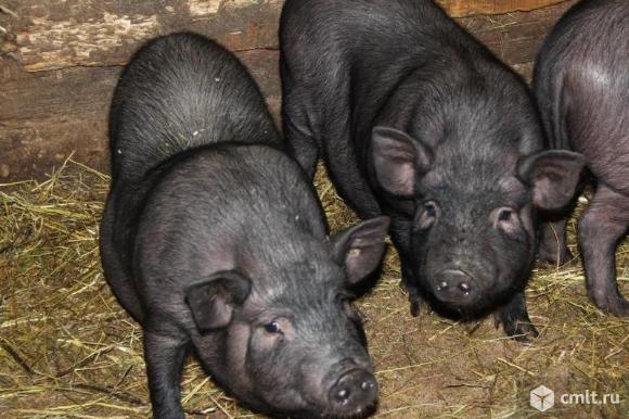 Вьетнамские свиньи. Фото 1.