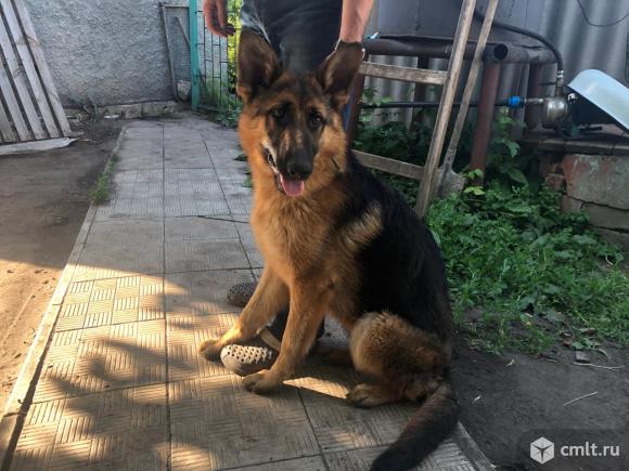 Щенки немецкой овчарки. Фото 4.