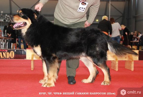 Щенки Бурят-Монгольского волкодава. Фото 1.