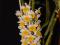 Продам редкие видовые и гибридные  орхидеи. Фото 9.
