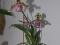 Продам редкие видовые и гибридные  орхидеи. Фото 12.