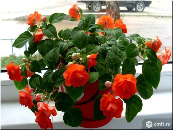 Как выглядит цветок ванька мокрый фото Сортовые махровые бальзамины. - Воронеж - Доска объявлений Камелот