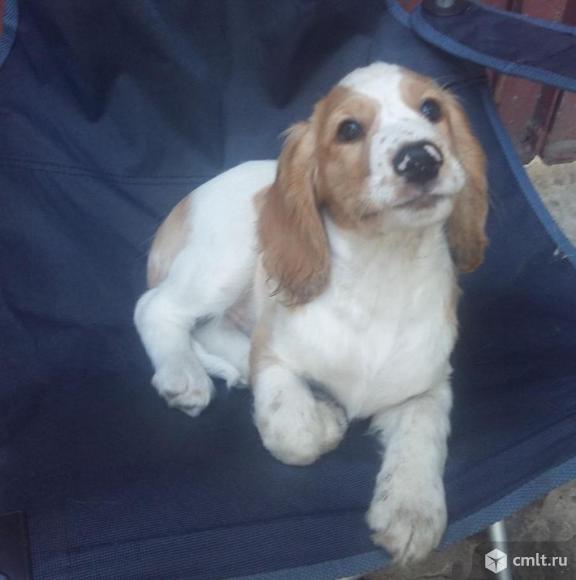 Русский спасниель. Фото 1.