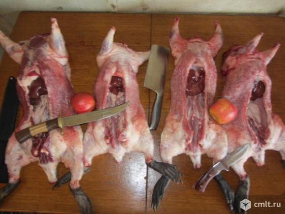 Мясо нутрии. Фото 1.