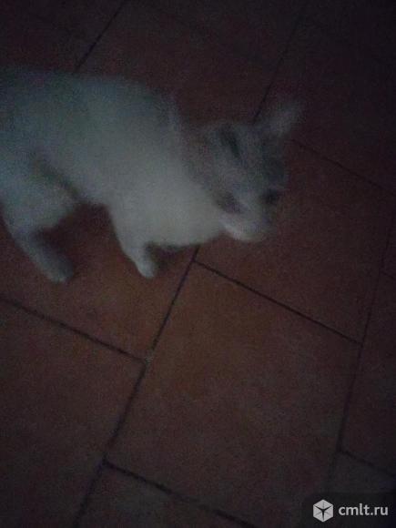 Нашли белого кота с разными глазами. Фото 1.