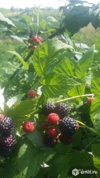 Малина черная Кумберленд. Фото 3.
