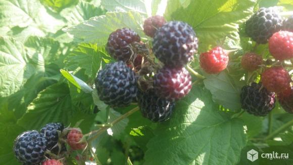 Малина черная Кумберленд. Фото 1.