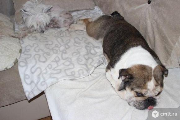 Потерялся английский бульдог. Фото 2.