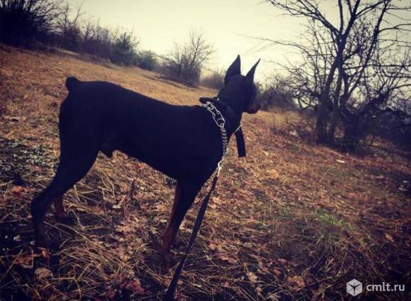 Доберман 1 год. Фото 1.