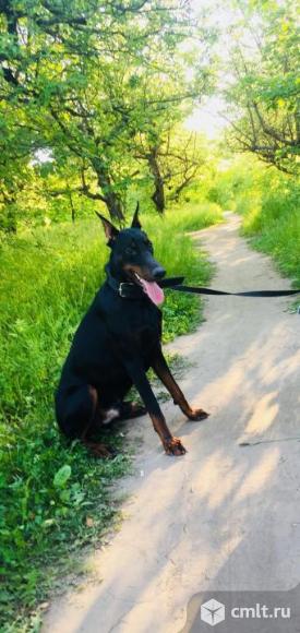 Доберман 1 год. Фото 3.