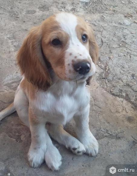 Русский спасниель. Фото 3.
