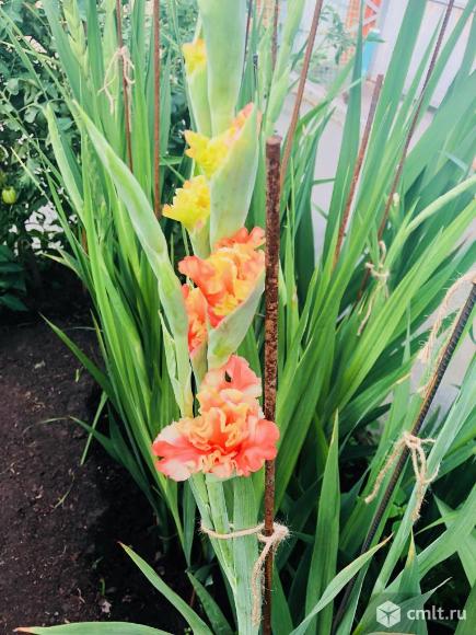 Гладиолусы оптом и в розницу. Фото 1.