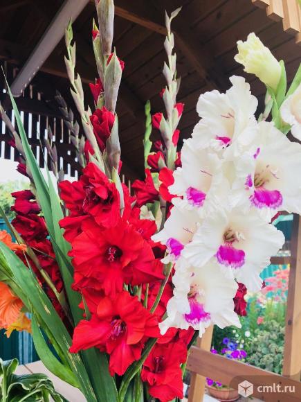 Гладиолусы оптом и в розницу. Фото 6.