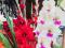 Гладиолусы оптом и в розницу. Фото 6.