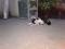 Черно-белый  котенок  ждет  своих  заботливых  хозяев. Фото 2.