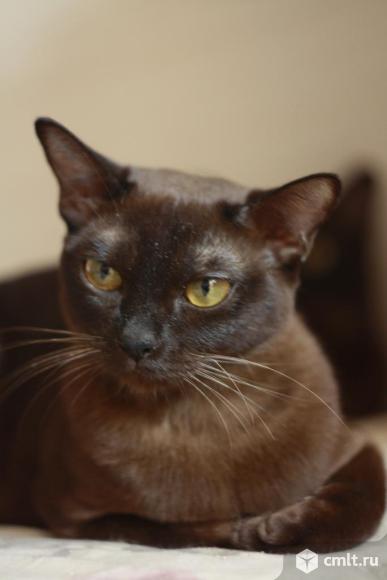 Бурманская кошка. Фото 2.