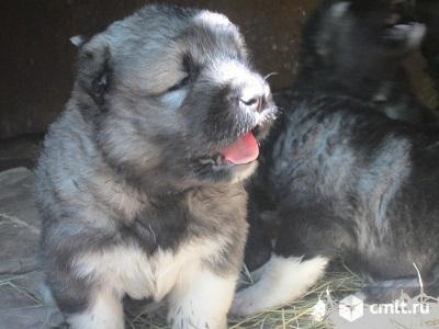 Щенки кавказской овчарки. Фото 1.
