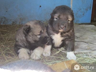 Щенки кавказской овчарки. Фото 4.