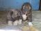 Щенки кавказской овчарки. Фото 4.