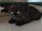 Черный котенок. Фото 4.