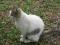 кот белый серый камышовый пятнистый