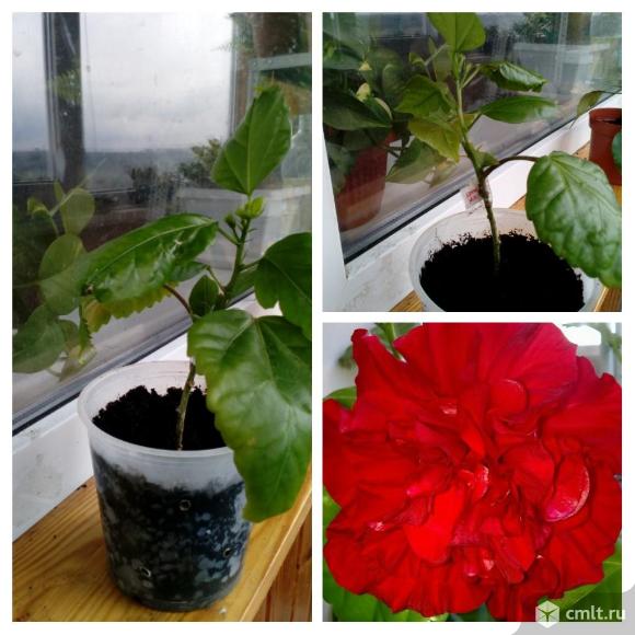 Гибискус текила санрайз, розовый и красный махровые. Фото 3.