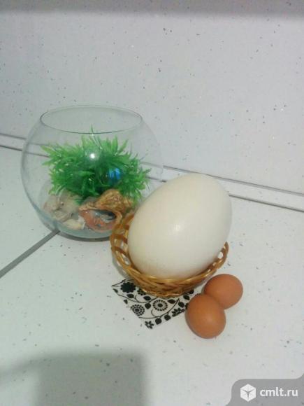 Страусиные яйца (скорлупа) для росписи, резьбы, сувенир. Фото 1.