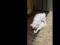 Маленькие львята котята мейн-кун. Фото 1.