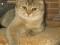 Взрослый кот Бредли возраст 6 лет , щекастый, крупный, телосложение медвежьего типа, победитель многих выставок. Окрас золотая шиншилла.