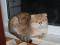 Взрослый Шотландский кот Лукас. Возраст 3 года, окрас золотая шиншилла такитированная ny 11