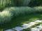 Фалярис декоративная трава. Фото 2.