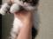 Персидский котенок. Фото 2.
