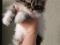 Персидский котенок. Фото 5.