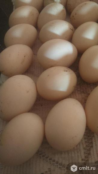 индоутиные яйца. Фото 1.