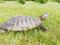 Красноухая черепаха. Фото 1.