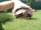 Красноухая черепаха. Фото 3.