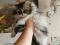 Персидский котенок девочка. Фото 2.