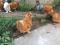 Петушки китайской шелковой курицы. Фото 1.