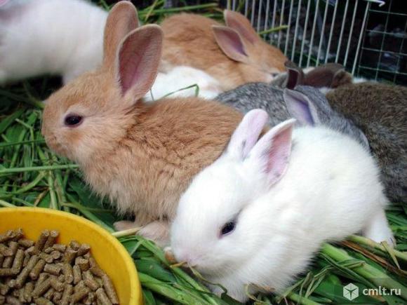 Комбикорм для Кроликов. Фото 1.