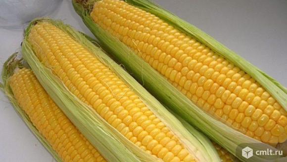 Кукуруза. Фото 1.