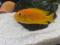Трофеопс чилумба оранж. Фото 3.