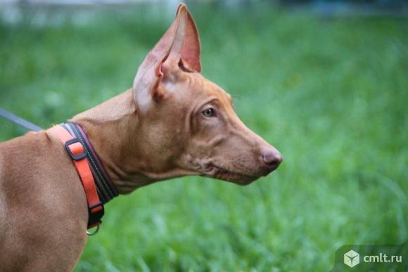 Щенки фараоновой собаки. Фото 1.