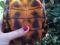 Самки красноухих черепах. Фото 3.